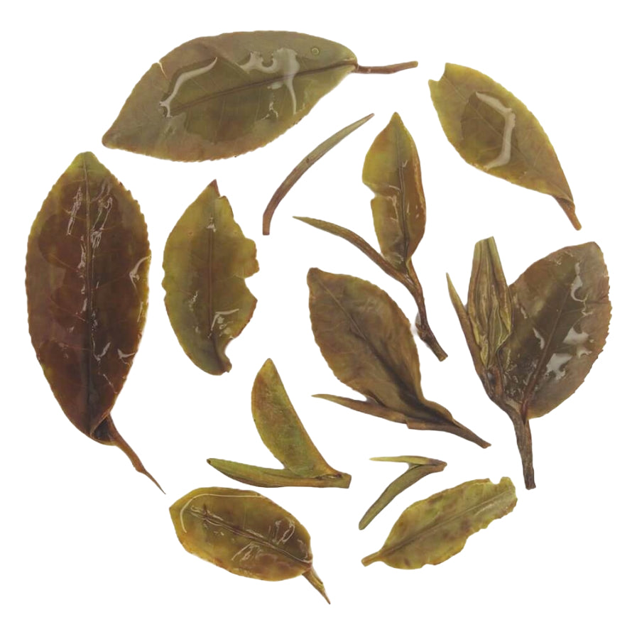 Iliós First Pick Spring Oolong