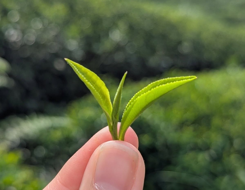 Full Leaf
