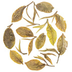 Iliós Hand-Rolled First Flush Oolong Tea