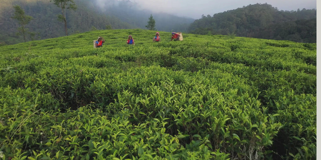 Iliós First Pick Spring Oolong
