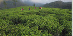 Iliós First Pick Spring Oolong