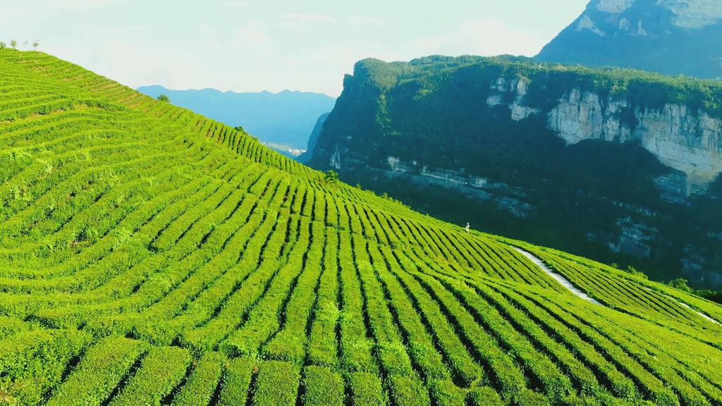 Iliós Hand-Rolled First Flush Oolong Tea